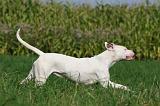 DOGUE ARGENTIN 346
